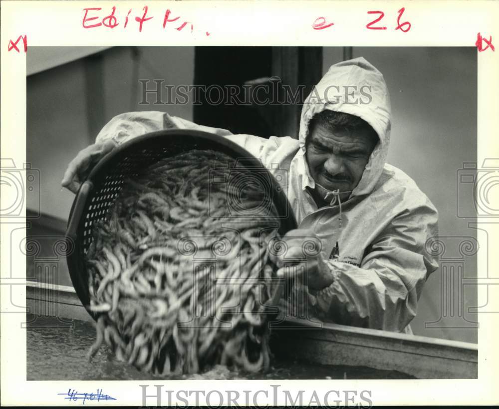 1989 Press Photo Fabian Silvas pours shrimp into vat at Yscloskey Seafood- Historic Images