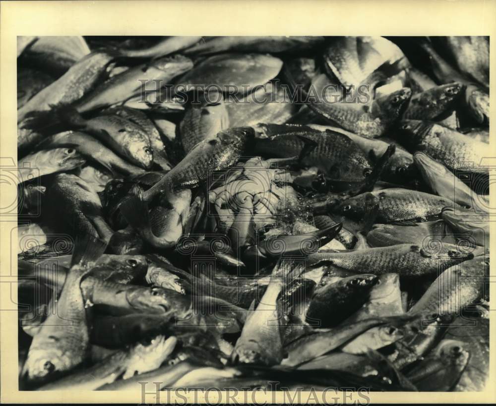 1990 Press Photo Catch of fish piled in deck of Miss Teresa boat. - noc60138- Historic Images