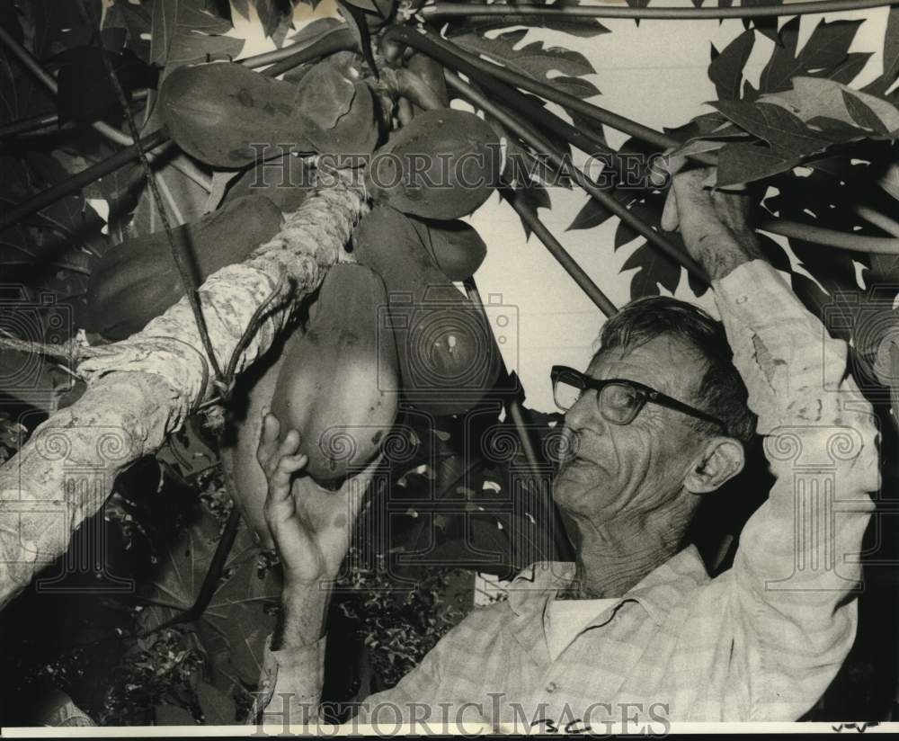 1975 Vincent Solito, ready to harvest his papayas - Historic Images