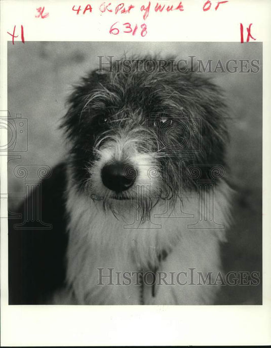 1985 Ebony can be adopted from the Louisiana SPCA in New Orleans. - Historic Images