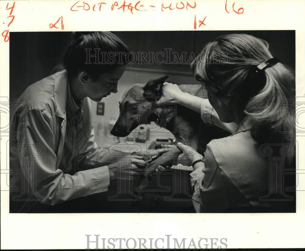 1981 Dr. Violet Williams &amp;  Donna Kelly give injection to dog- SPCA - Historic Images