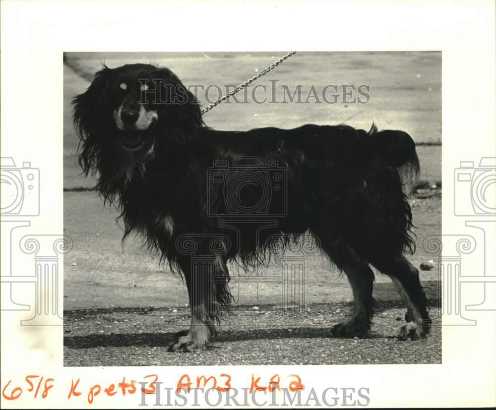 1983 Jefferson SPCA featured pet is Sambo, mixed spaniel - Historic Images