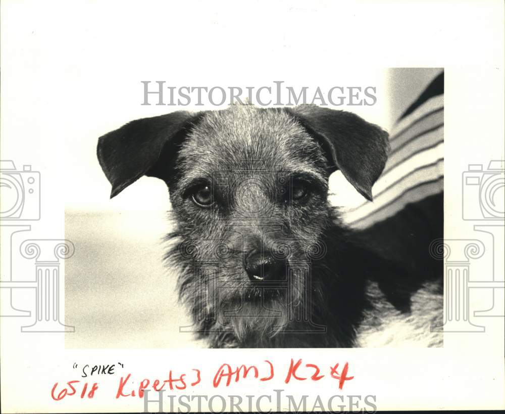 1983 Male mixed terrier for adoption at the Jefferson SPCA shelter - Historic Images