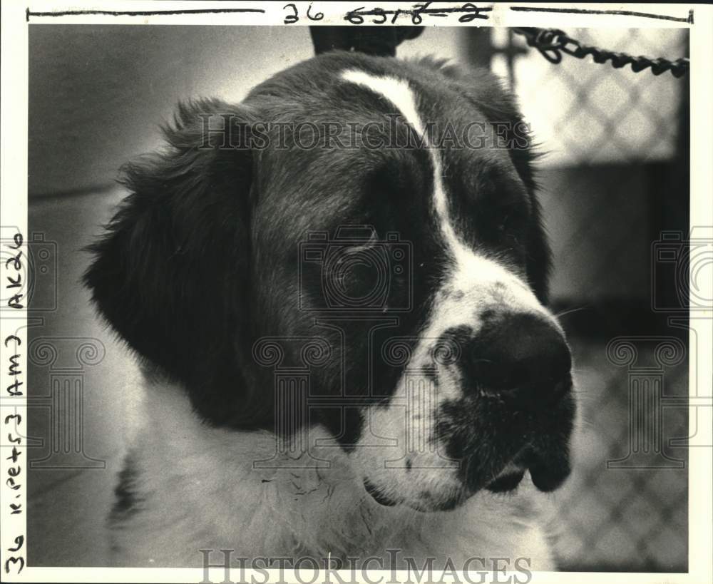 1985 Bernadette a St. Bernard for adoption at Jefferson SPCA shelter - Historic Images