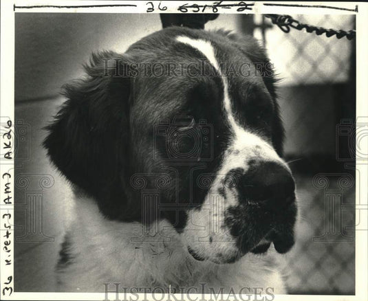 1985 Bernadette a St. Bernard for adoption at Jefferson SPCA shelter - Historic Images