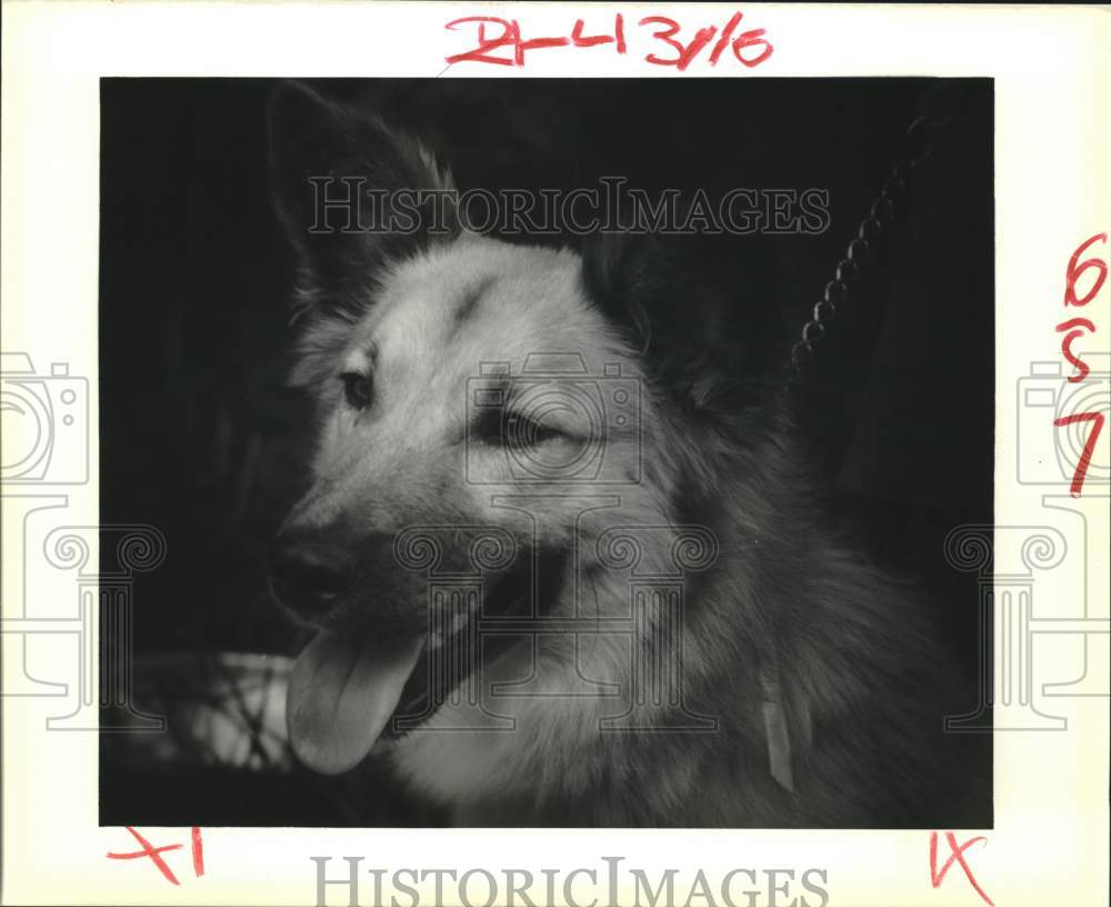 1989 German Shepherd mix dog - Historic Images