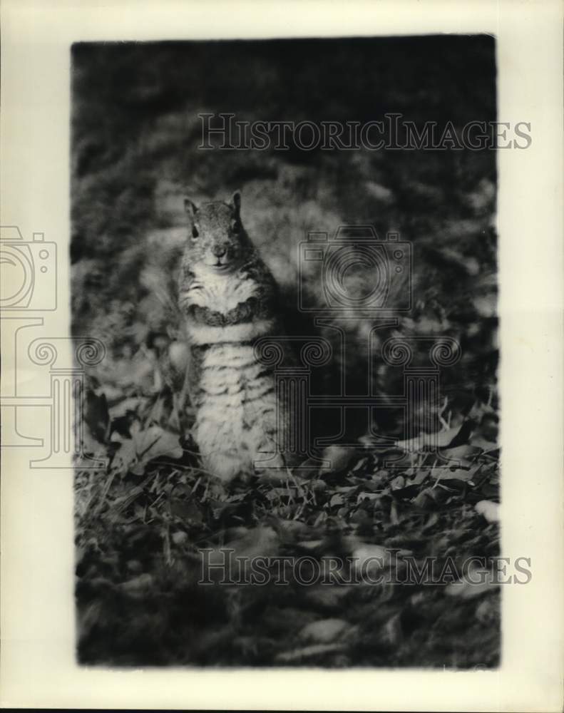 1976 Close-up view of a squirrel - Historic Images