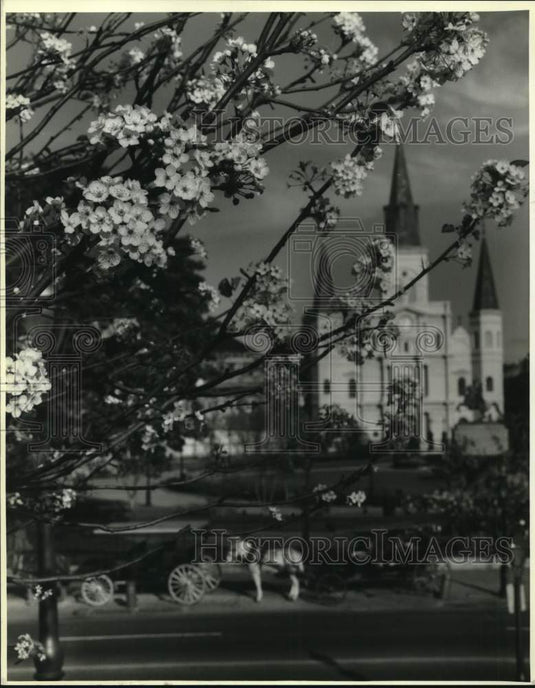 1992 Press Photo Pear Tree in blooms at Jackson Square during Spring - Historic Images