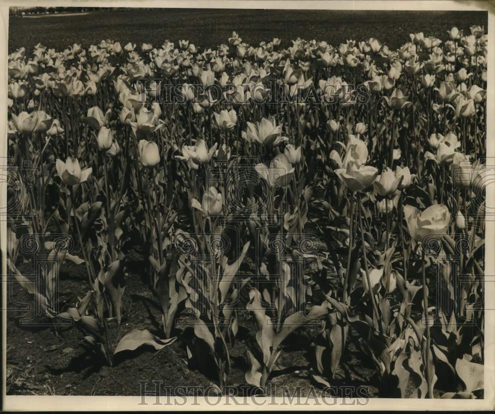 1967 Field Of Tulips - Historic Images