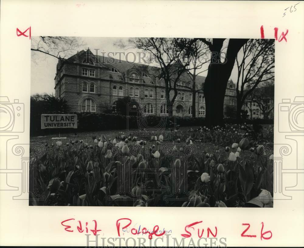 1989 Tulips at Tulane University - Historic Images