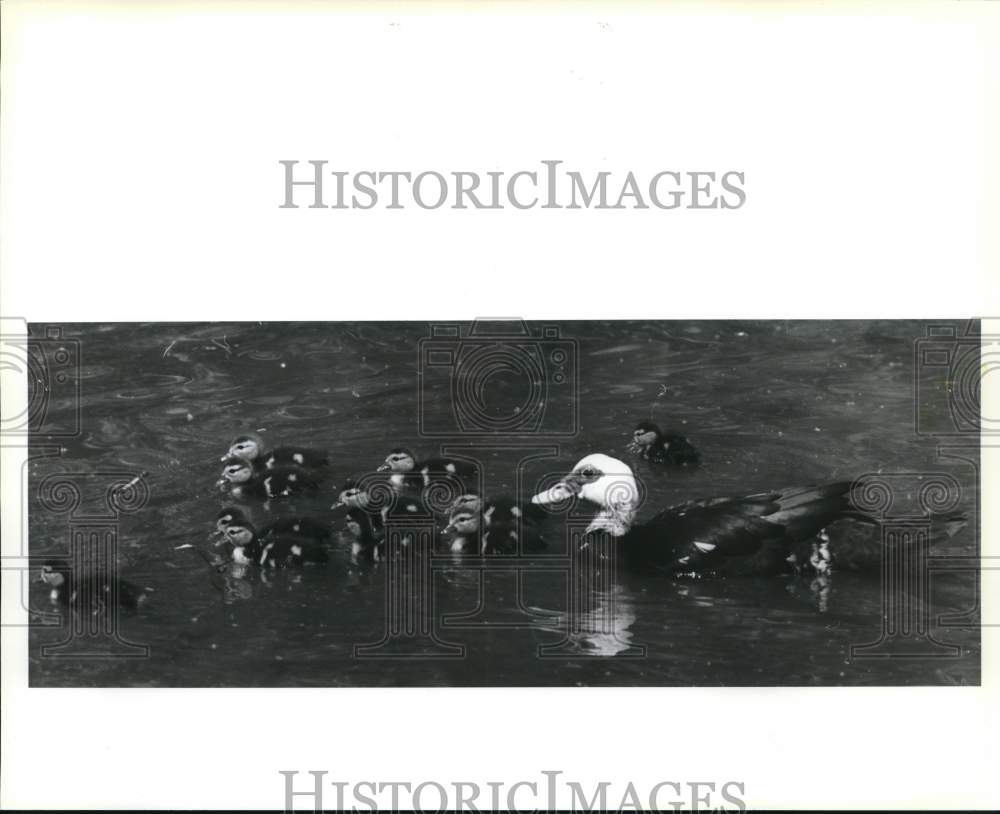 1992 Mother and her baby ducks at Sidney Torres Memorial Park pond - Historic Images