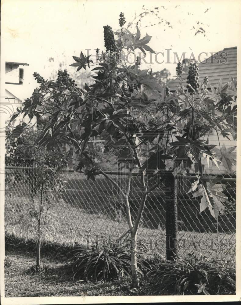 1967 Press Photo View of Castor beans trees - Historic Images