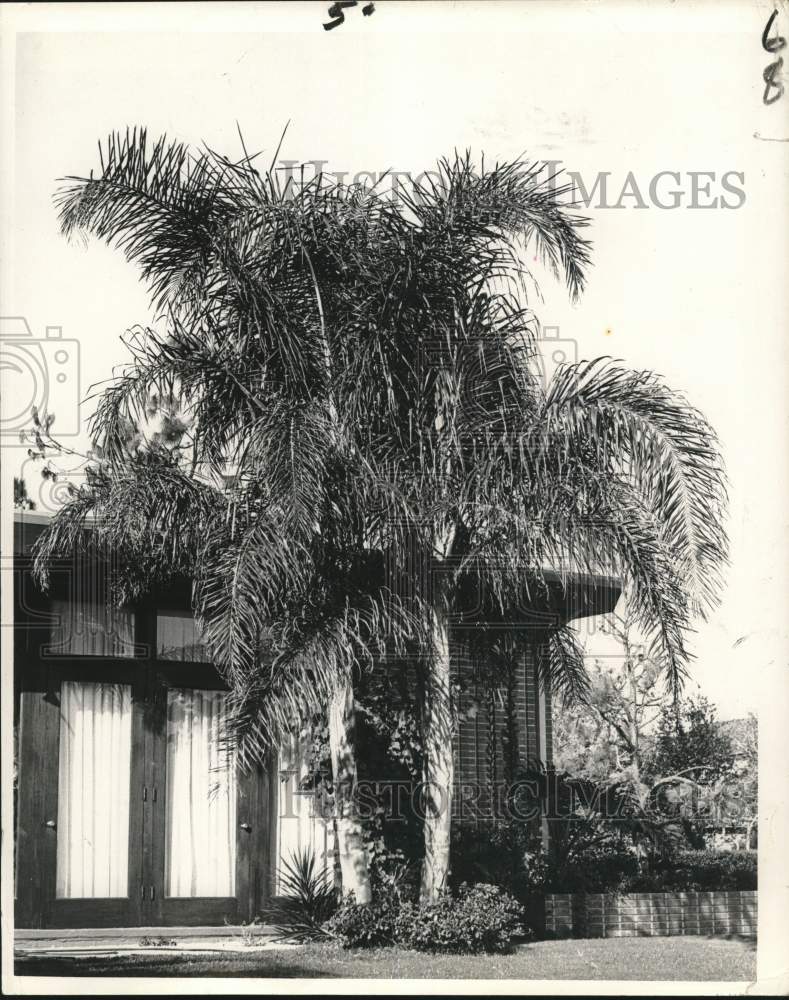 1982 Press Photo General view of Palm trees - noc83434 - Historic Images