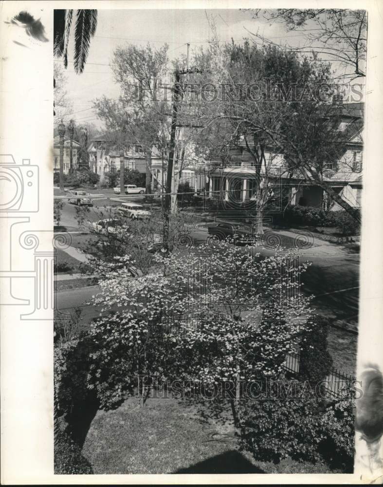 Dogwood tree at the Johnson home at 1134 State Street - Historic Images