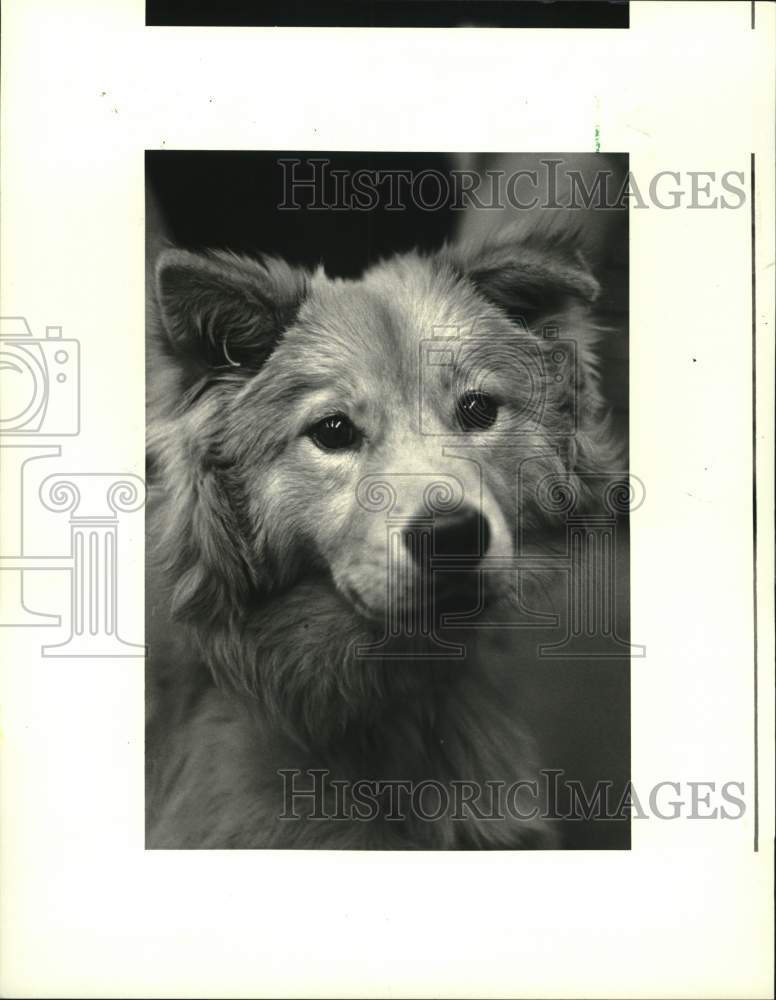 1985 Press Photo Animals for adoption at the St. Charles Parish animal shelter- Historic Images