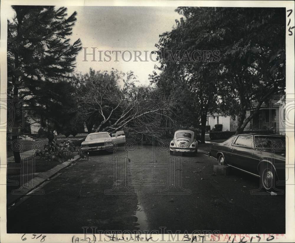 1977 Press Photo Fallen trees due to the tornado at 6352 General Haig Street- Historic Images