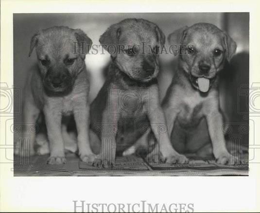 1990 Press Photo 8 week old husky-boxer mixed puppies at Slidell Animal Shelter - Historic Images