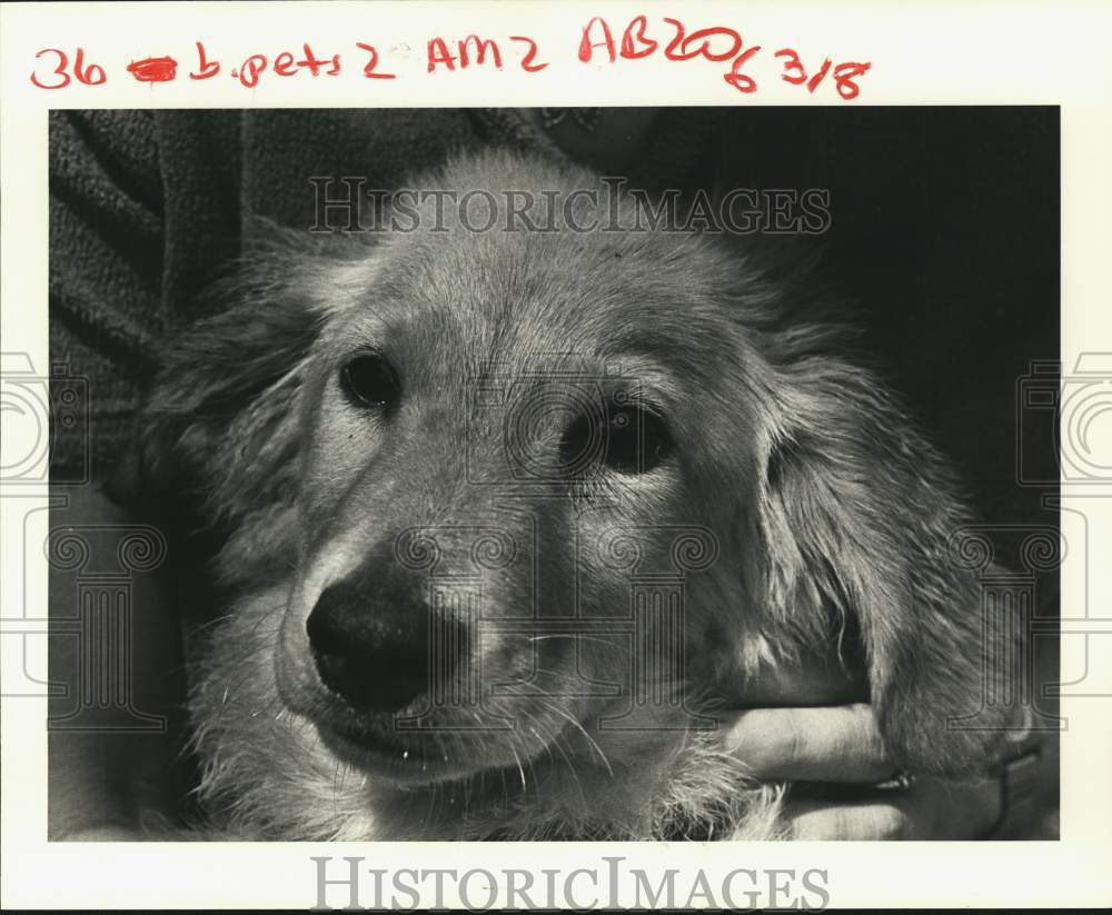 1985 Press Photo Mixed-breed dog at St. Bernard Canine Campus - Historic Images