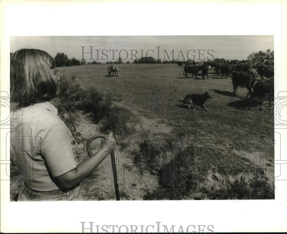 1990 Press Photo Mary Theriot watches Belgian Tervuren dog round up cattle herd- Historic Images