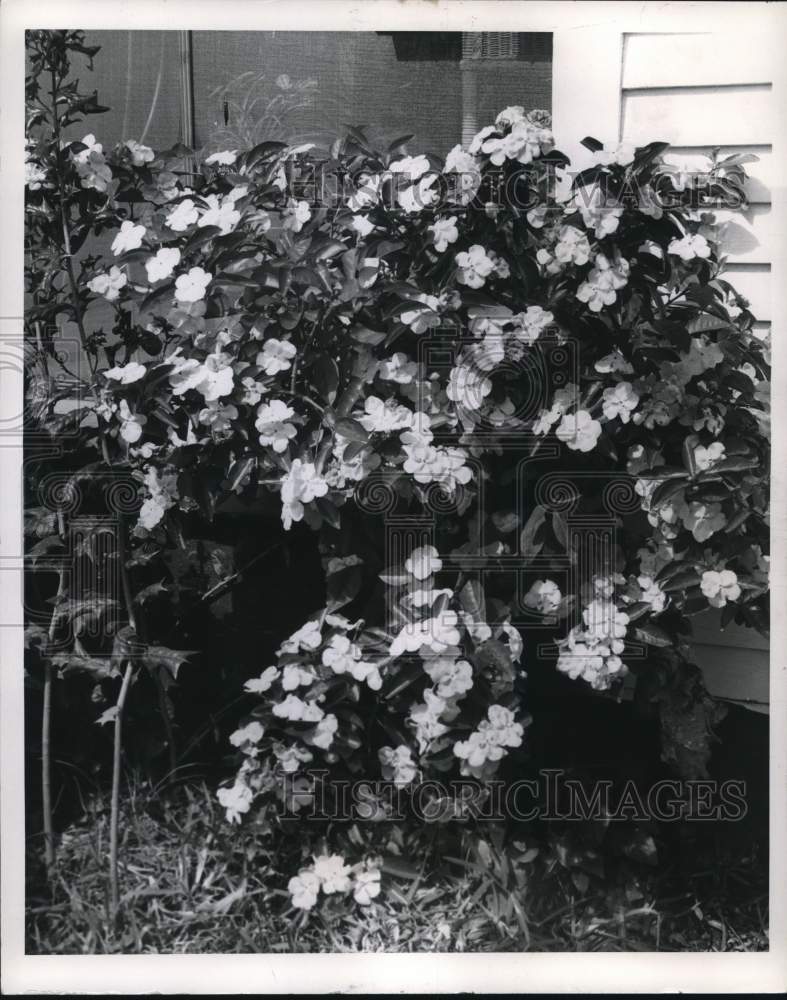 1968 Press Photo Brunfelsia flowers at the Metairie home of C.J. Gremillion- Historic Images