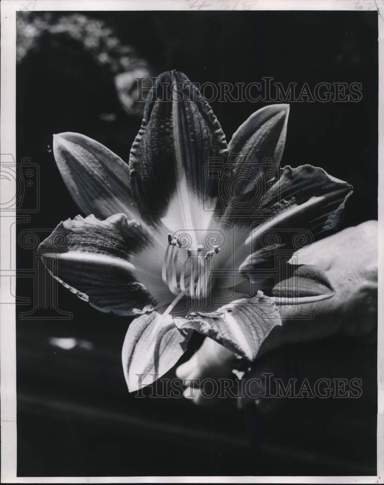 1971 Press Photo Daylily flower, best plant in the New Orleans area from Aug-Oct - Historic Images