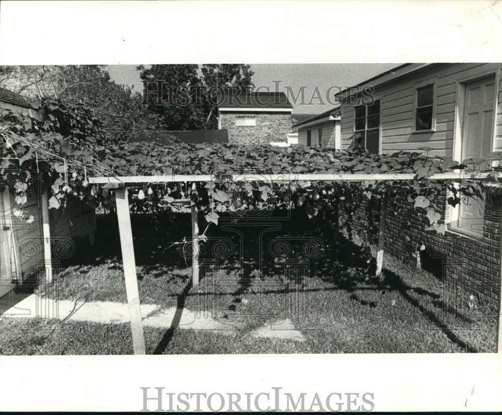 1978 Press Photo Mirliton vines at home of Salvadore Baracco in Merairie - Historic Images