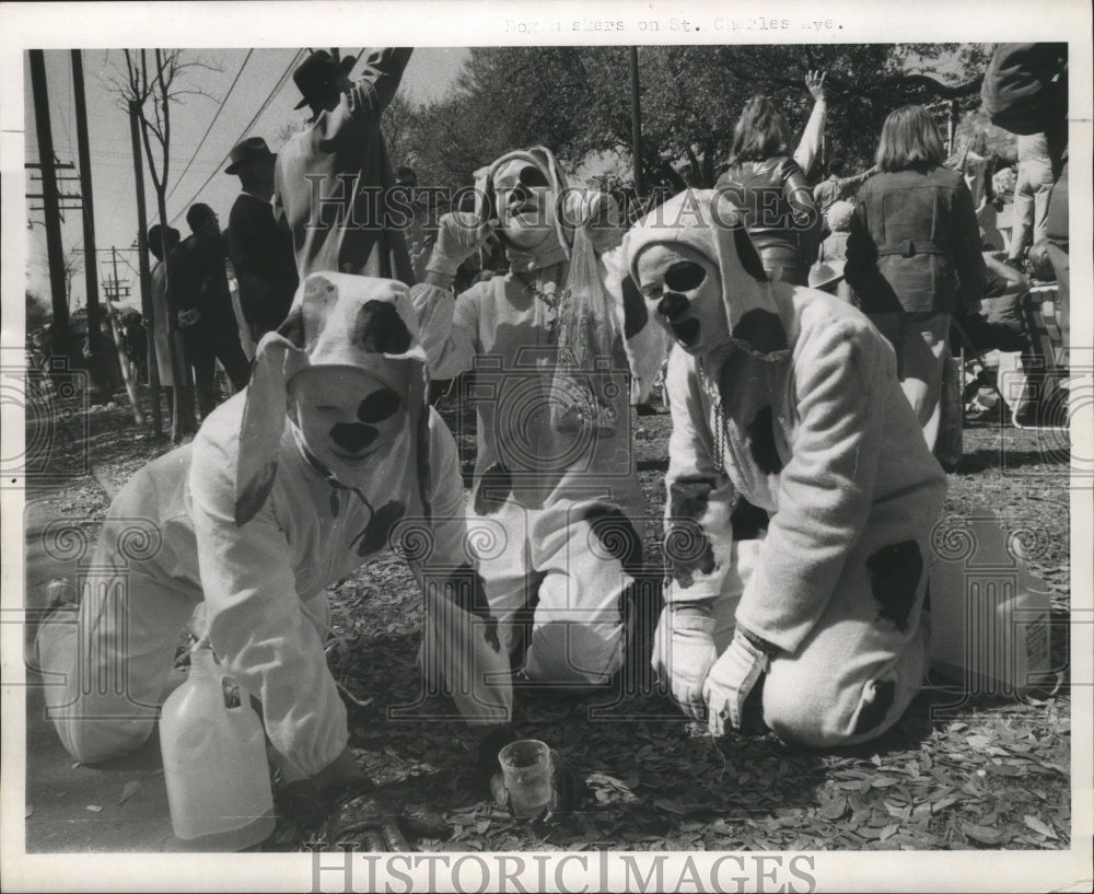 1971 Carnival Maskers Dressed up as Cows at Mardi Gras, New Orleans - Historic Images