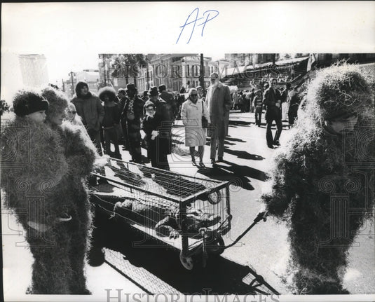 1974 Alligator Pulled at Mardi Gras by Carnival Maskers  - Historic Images