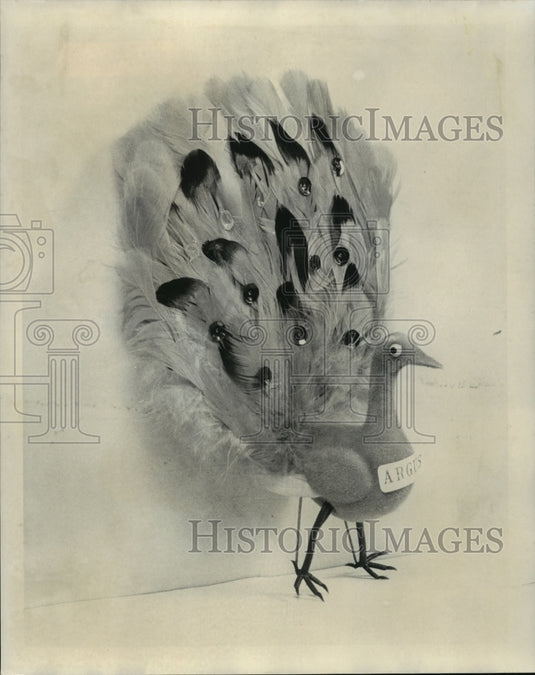 1976 Toy Peacocks Used for Throws from Krewe of Argus Parade Floats - Historic Images