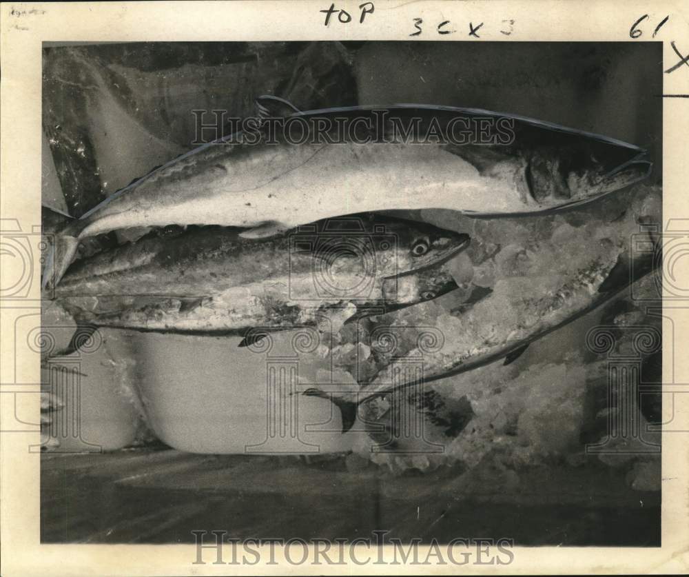 Press Photo King Mackerel on display at Mississippi Deep Sea Fishing Rodeo- Historic Images