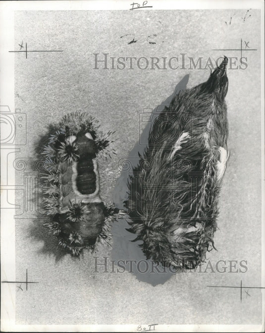 1969 Press Photo Poisonous saddleback & flannel moth caterpillar - noo02937-Historic Images