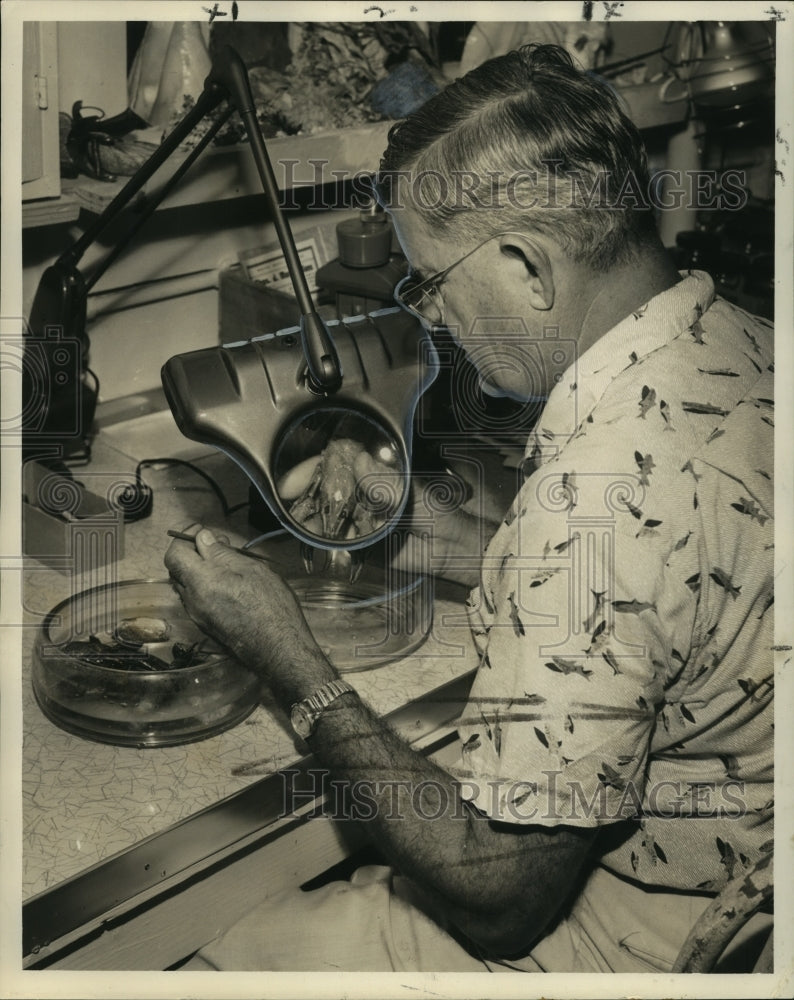 1959 Biologist Percy Viosca Examines Crawfish-Historic Images