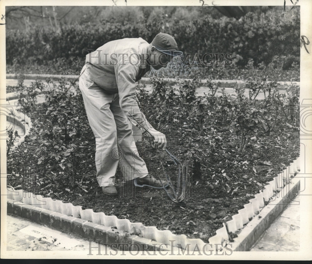 1960 Gardener Tending to His Roses - Historic Images