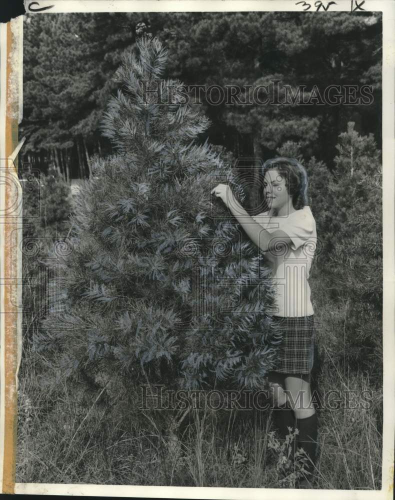 1972 Linda Black of Social Springs Prunes a Virginian Pine - Historic Images