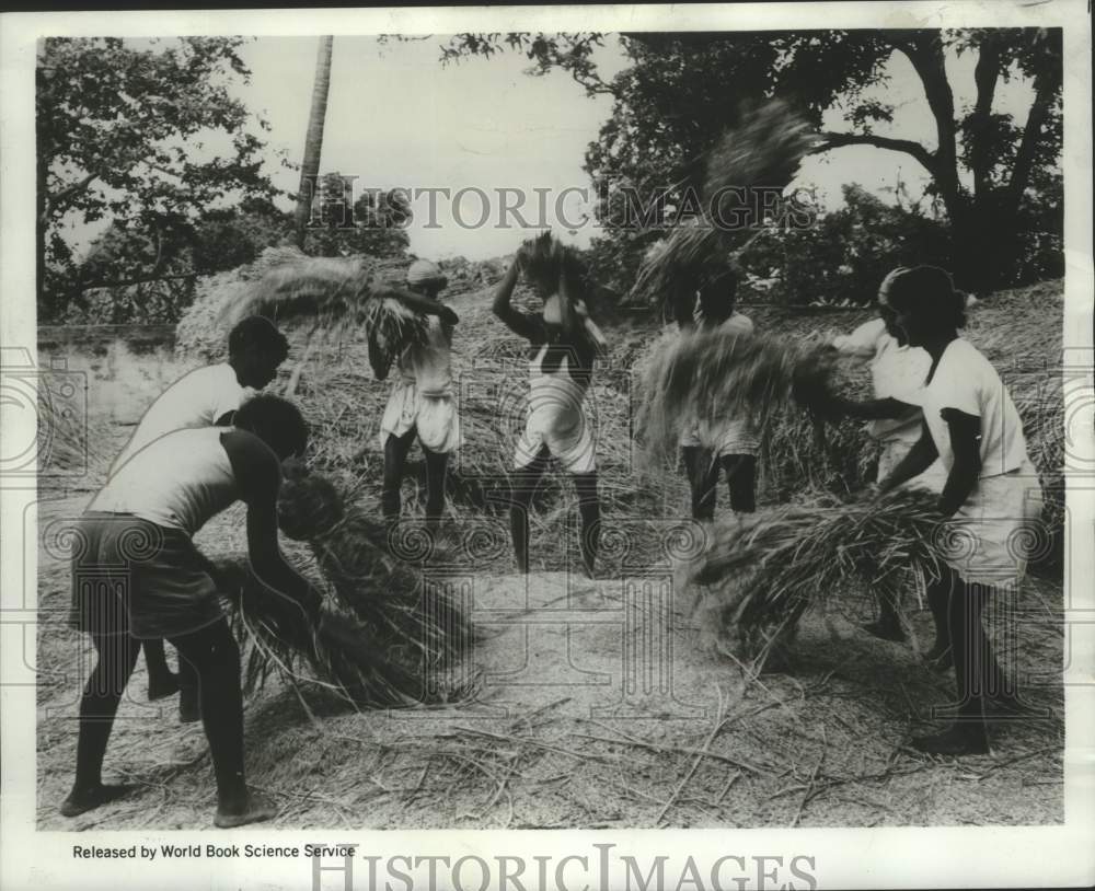 1969 Press Photo Rice thrashing by hand in India - noo33986-Historic Images