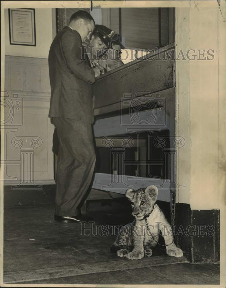 1962 Lion cub, Liz, waits for owner, Second District Police Station - Historic Images