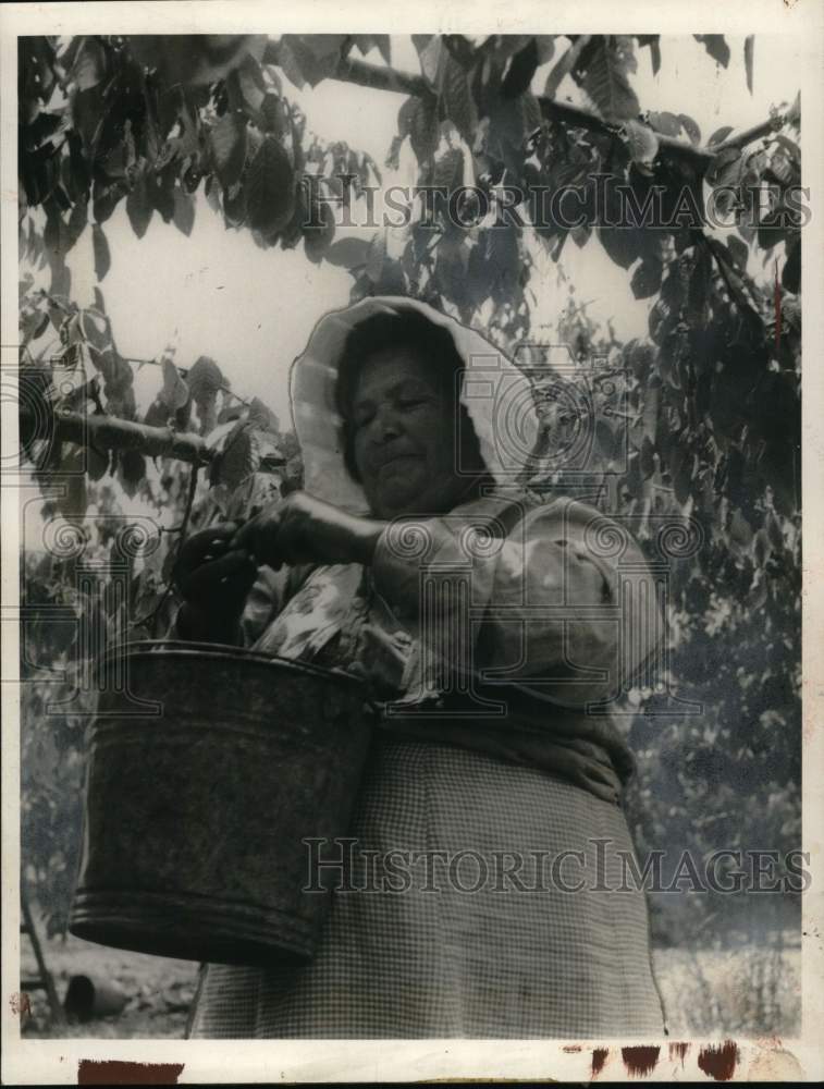 1963 Press Photo Mrs. Victor Bonilla Sr. picks cherries in orchard - noo51161-Historic Images