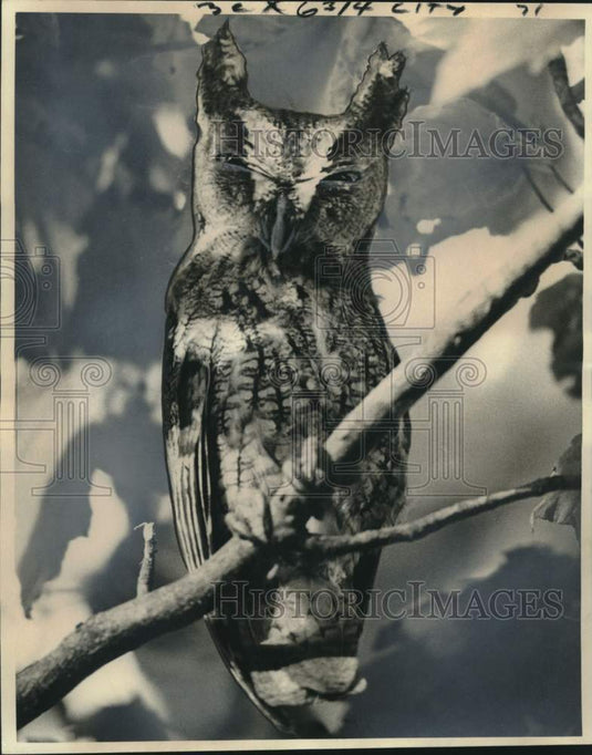 1975 Press Photo An owl found on the Wallace and Audrenne Weicks residence - Historic Images