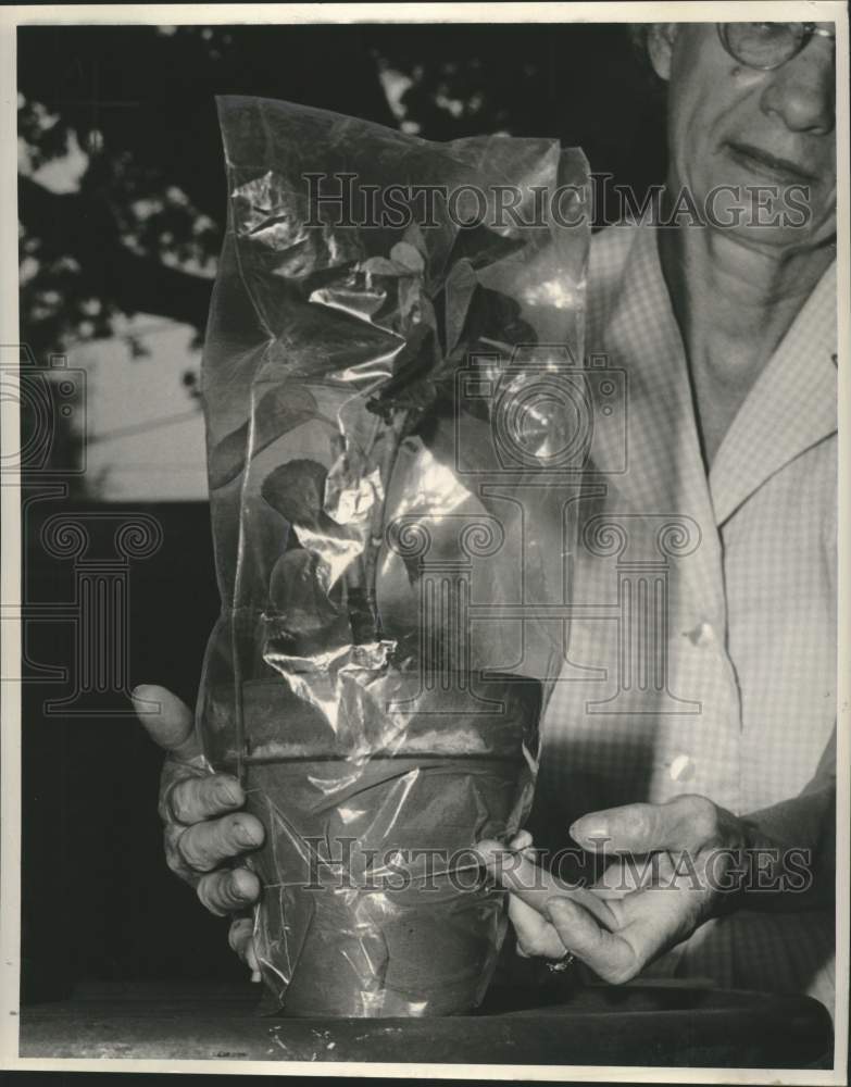 1962 Press Photo Mrs. Keiffer with Hibiscus Grafting under Plastic Hood - Historic Images