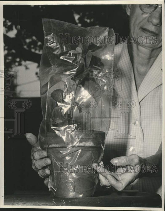 1962 Press Photo Mrs. Keiffer with Hibiscus Grafting under Plastic Hood - Historic Images