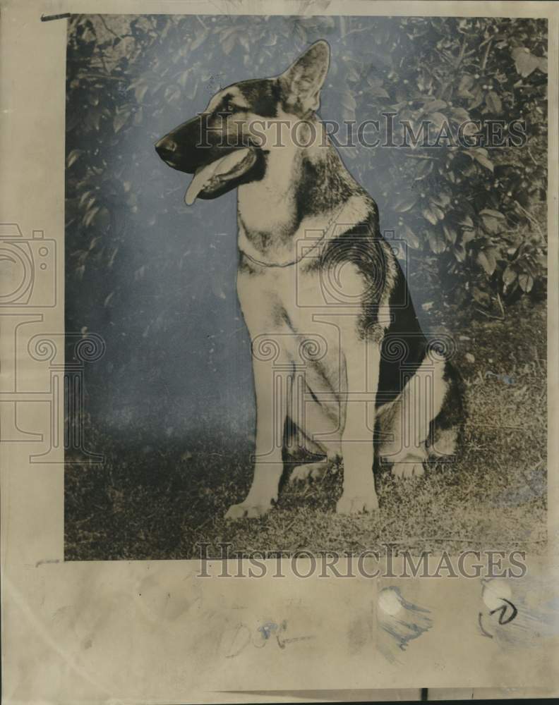 1966 Press Photo Rhett, K-9 Corps of the New Orleans Police Department- Historic Images