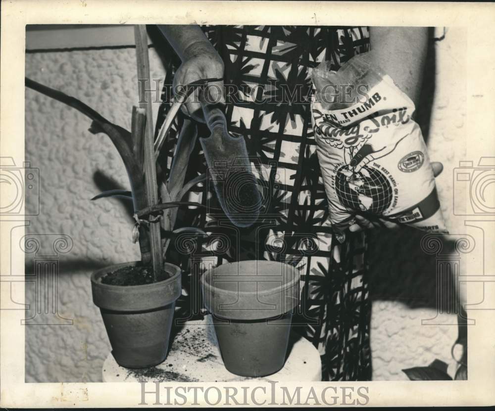 1963 Potting plants with potting soil.-Historic Images