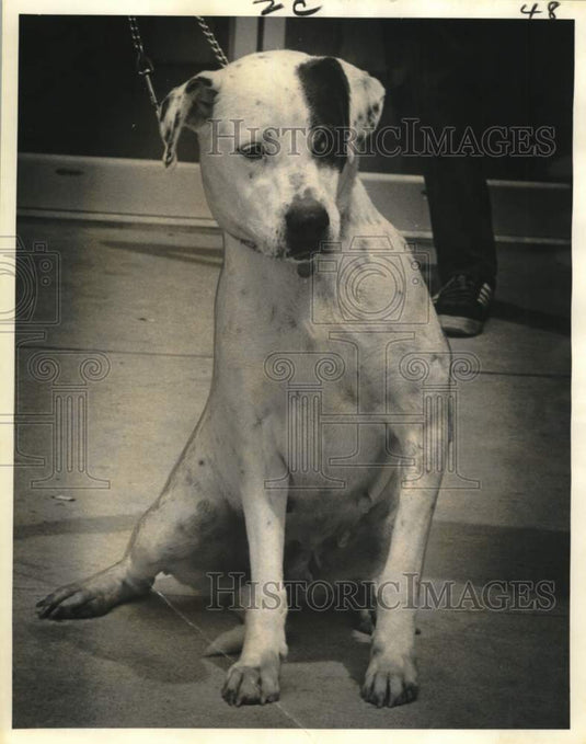 1973 SPCA Pet of the Week, Female named Spot in Louisiana - Historic Images