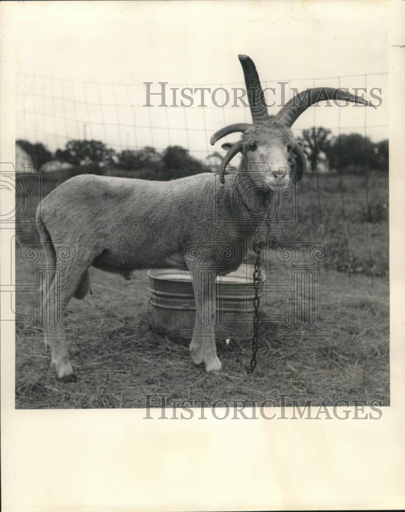 1967 Murray Hill owns five-horned ram he obtained from Indian tribe. - Historic Images