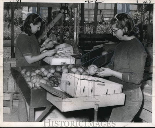 1967 Press Photo Tomatoes being packed by Frances and Linda Bayhi - Historic Images