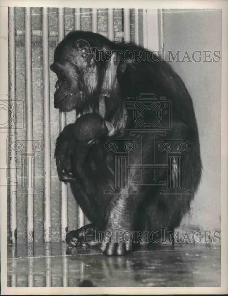 1958 Press Photo Maggie the Chimp in her cage at the Washington Zoo. - nop14866-Historic Images