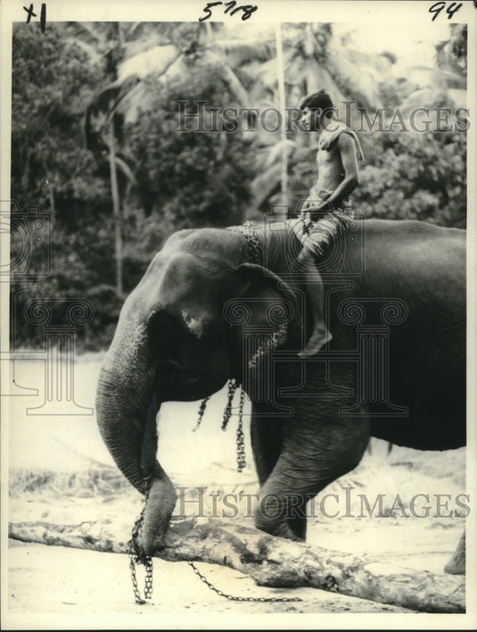 1982 Press Photo Asian Elephants, "The Last Round-Up of the Elephants" - Historic Images