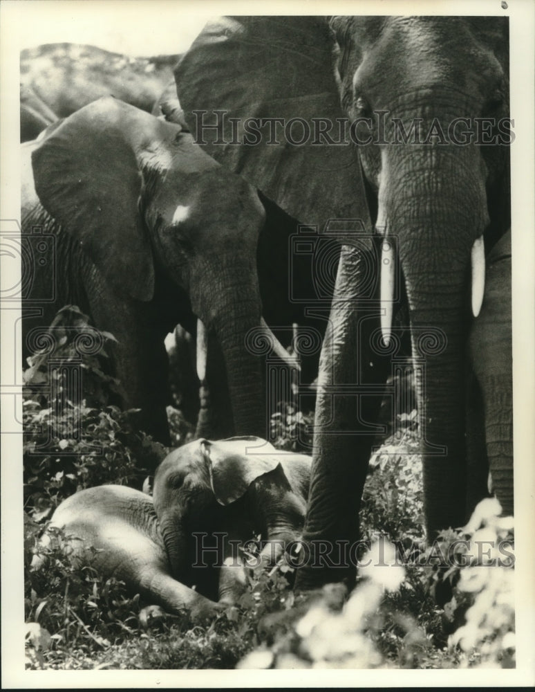 1987 Elephants in Tanzania, "The Parenthood Game" - Historic Images
