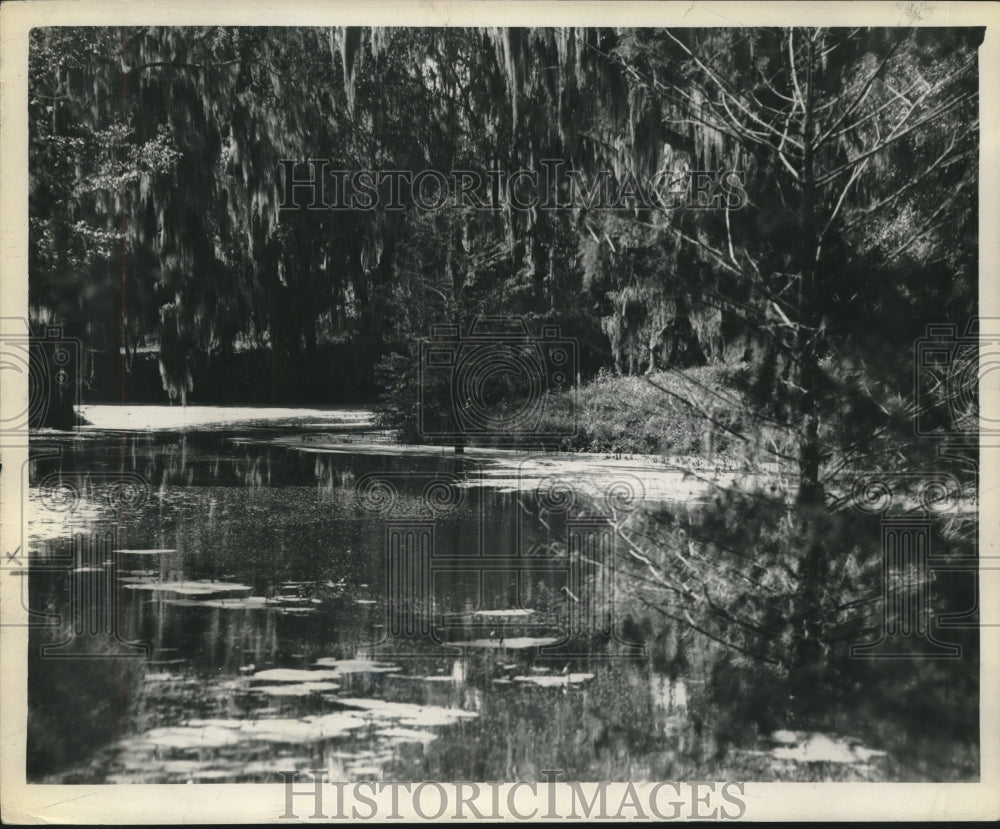 1947 Bayou in Longfellow&#39;s Evangeline State Park - Historic Images