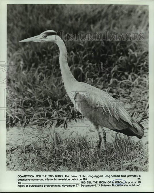 1977 Press Photo A scene from Big Bill, The Story of a Heron, on PBS.-Historic Images